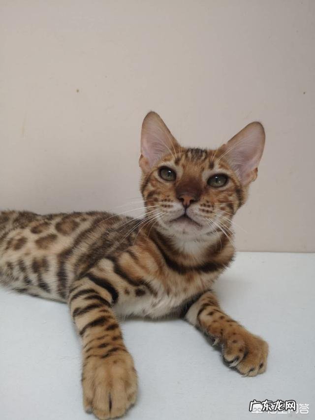 母猫生产前流血正常吗 母猫生完小猫还在流血,正常吗