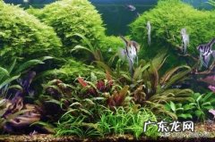 鱼缸里放塑料水草好吗 鱼缸内该不该放水草