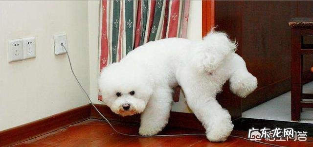 泰迪什么情况下会咬人 比熊犬在什么情况下会咬人