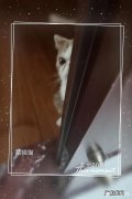 一个人望着窗外的说说 为什么猫老望着窗外发呆呢