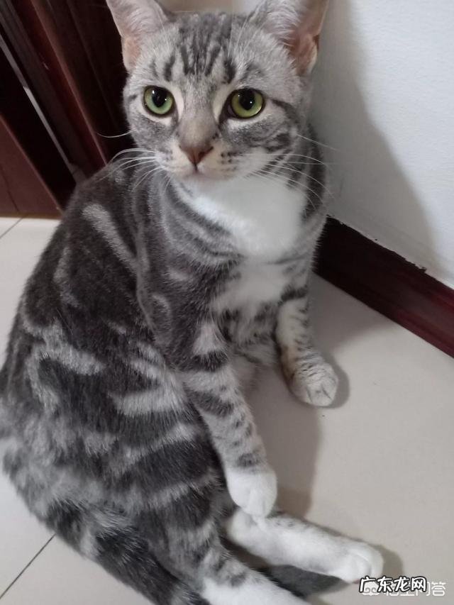 猫需要经常陪吗 猫咪是否需要另一只猫的陪伴