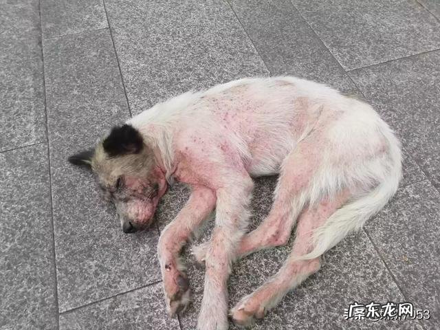 萌宠高清图片 可否分享几张家中萌宠的照片并讲讲它们的趣事