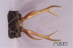 鹿角价格多少钱一斤？鹿角怎么卖？鹿角价格是多少？