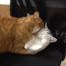 两只猫睡一起说明什么 同时养两只猫自己不在家时他们会不会打架