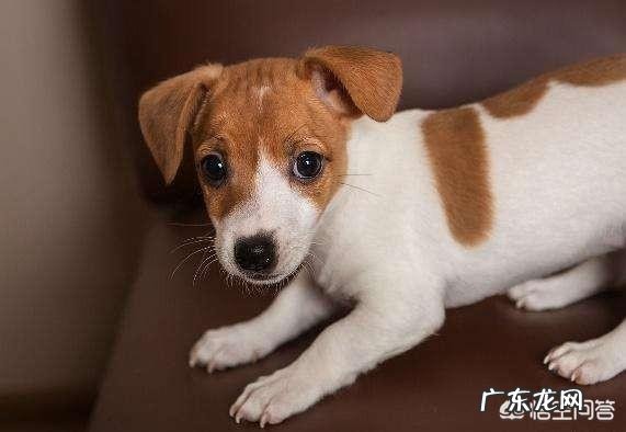 把狗狗骗到家里杀死了吃肉 你被你家的狗狗骗过吗