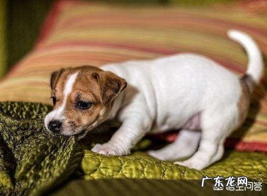 把狗狗骗到家里杀死了吃肉 你被你家的狗狗骗过吗