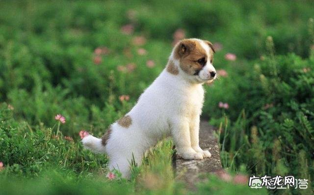 把狗狗骗到家里杀死了吃肉 你被你家的狗狗骗过吗