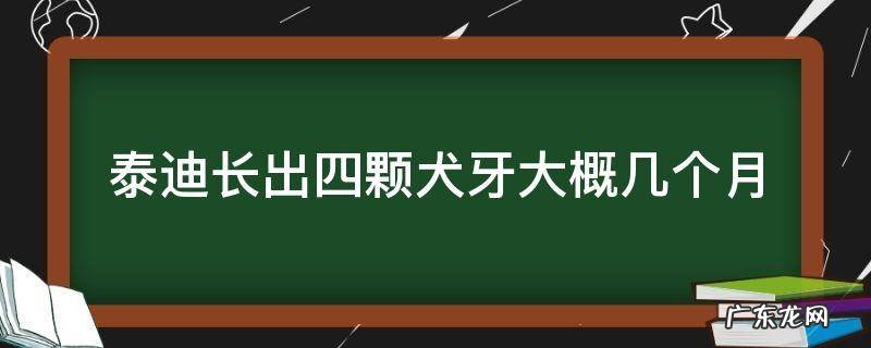 泰迪长出四颗犬牙大概几个月