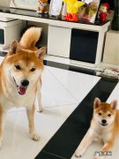 你养狗吗什么梗 养狗后，你有什么变化