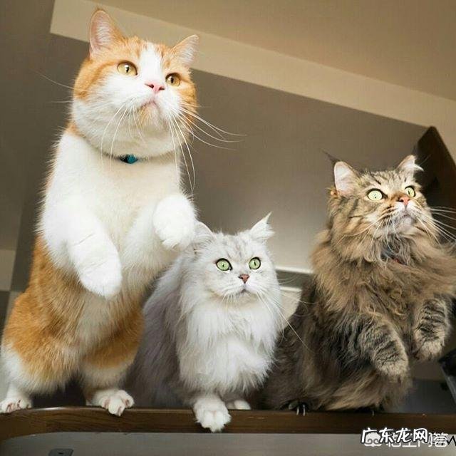 打猫会怎么样 猫咪咬人,打几下会记仇吗