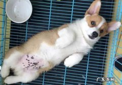 狗咬24小时之内症状 狗狗如果吃盐吃多了，一般会出现什么症状