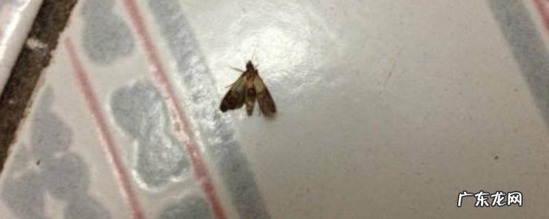 家里小飞蛾泛滥怎么办,家里小飞蛾多怎么办