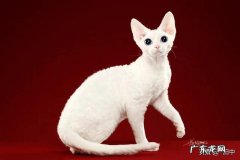 繁育猫 家庭繁育猫舍行情怎么样