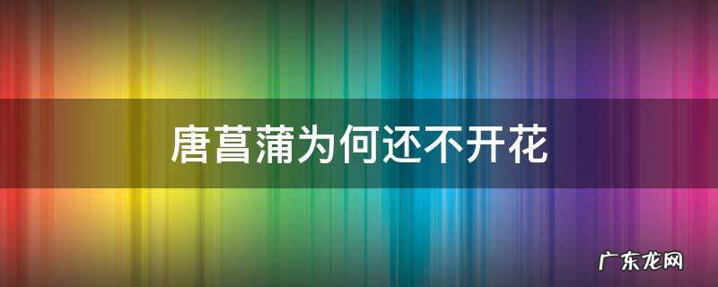 唐菖蒲为何还不开花