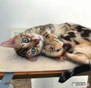 猫的眼睛到耳朵处毛发稀少 我家猫咪耳朵前面的毛突然变少了，是怎么回事，两只耳朵都是，