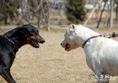 美系杜宾 杜高和杜宾应该选择哪一个