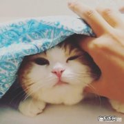 反常意思 猫咪有哪些反常举动，说明它生病了