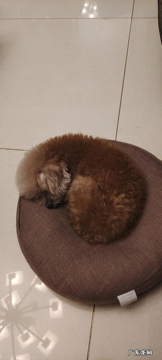 狗狗走失后一般会往哪去 一些走失的宠物狗,是如何自己走回家的