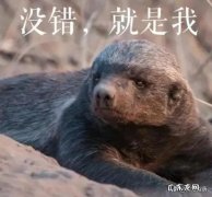 平头哥精神 都说猫咪是小野兽，遇到“平头哥”会怎样