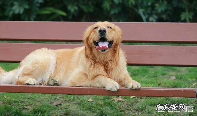 讨人欢心 有什么犬种是比较会讨人欢心的