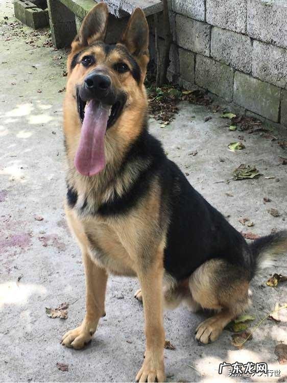 讨人欢心 有什么犬种是比较会讨人欢心的