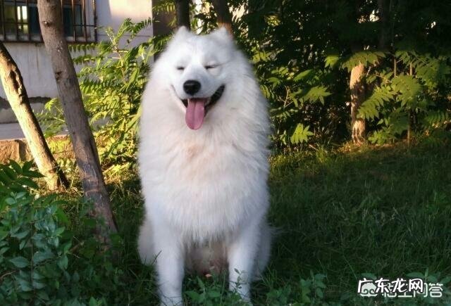 讨人欢心 有什么犬种是比较会讨人欢心的