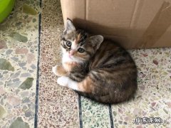 小猫免费领养，一说给猫妈妈带点食物，领养人就不要了，你家的小猫怎么送出去的