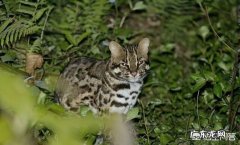 我的世界豹猫如何驯服 我国野生的豹猫还多吗