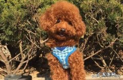 做什么事情都害怕的不得了 说说你们家里养的泰迪犬，都害怕做什么事情