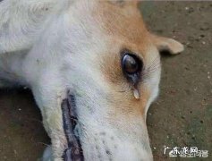 小土狗 为什么农村土狗在死前要离开家，找个地方偷偷死去