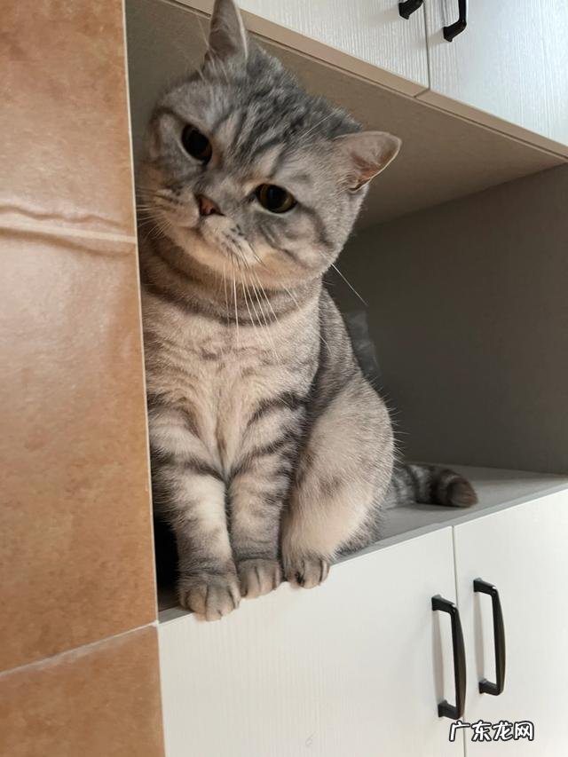 宠物有哪些可以养 你养过最可爱的宠物是什么