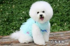 博美犬 没有白养的比熊，对主人会有哪些行为