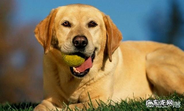 什么事情让我感到很伤心 什么样的事情会让狗狗伤心