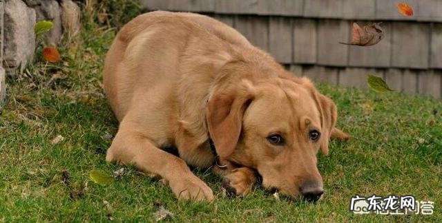 什么事情让我感到很伤心 什么样的事情会让狗狗伤心