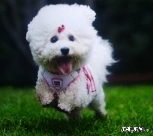 纯种拉布拉多犬 比熊犬,“纯种”和“串串”如何区分
