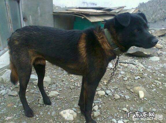 凉山猎犬 出售 小狗 凉山猎犬这种狗怎么样