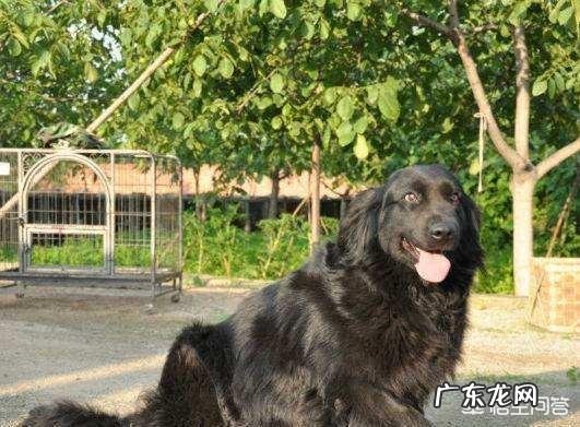 拉布拉多好养吗活吗 养了一只拉布拉多和金毛的串串,该怎么养