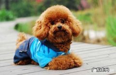 泰迪犬 为什么泰迪犬总是黏人、喜欢跟人睡觉呢