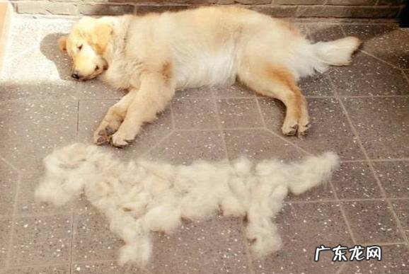 家里狗毛怎么彻底清理 如何有效的清除家里狗毛