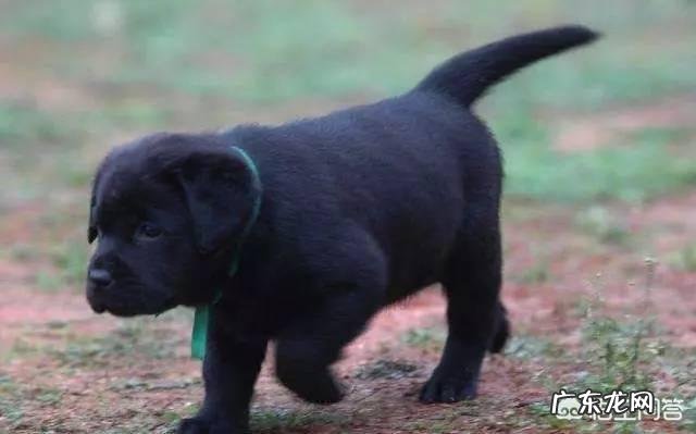 中华田园犬价格 好想拥有一只这样的田园犬，去哪里能找得到呢