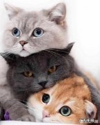 三个月小猫为什么不让人摸 猫生完孩子两个月后突然不让任何人靠近它，一靠近就挠人，这是
