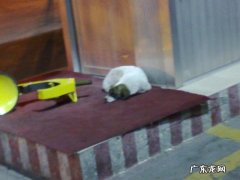 什么是忠诚度 狗的忠诚度有多少