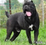 狼青犬 看家护院选择哪种犬比较好