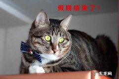 中国十大最可爱的猫 哪种宠物猫最可爱