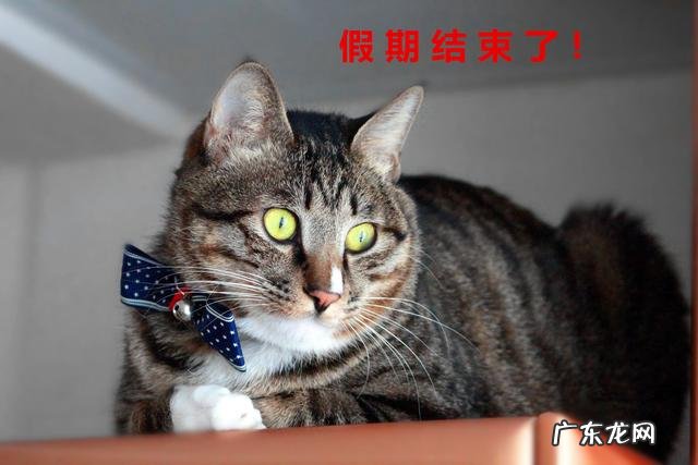 中国十大最可爱的猫 哪种宠物猫最可爱
