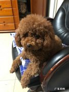 泰迪狗各种病的症状 养泰迪犬，它会得什么病