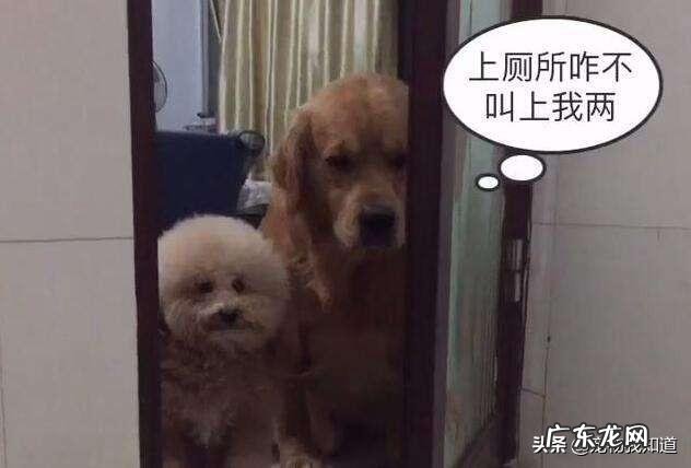 主人做什么狗狗都跟着 我家狗狗为什么喜欢跟着主人上厕所