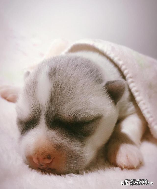 土狗不能吃的20种食物 一两周被遗弃的土狗,吃什么