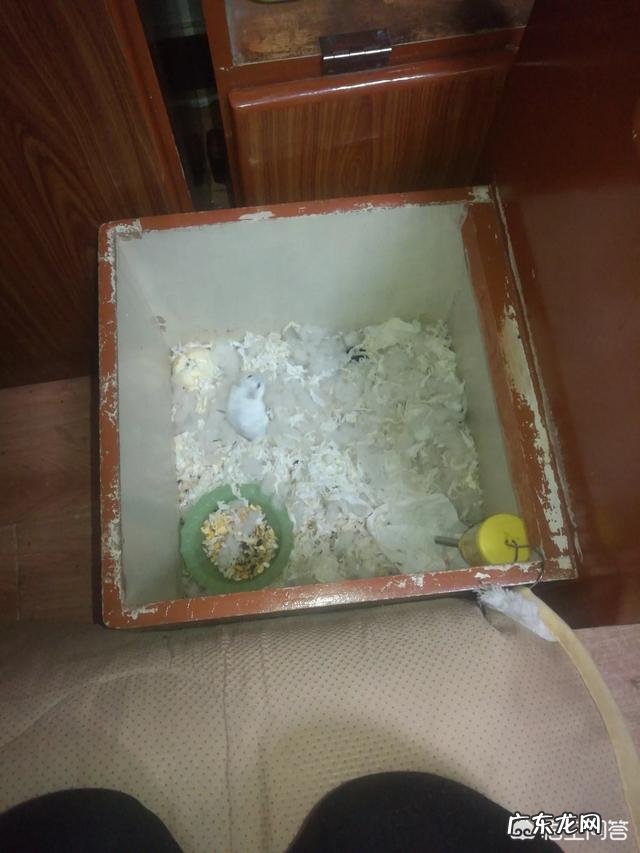 说服妈妈养仓鼠 想把仓鼠拿回家但怕爸妈发现,要怎么办