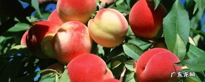 吃完桃可不可以吃李子,吃完李子可以吃桃吗